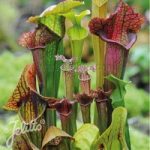 Sarracenia species ‘New Hybrids Mixed’