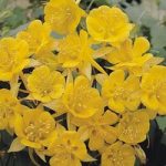 Aquilegia chrysantha ‘Yellow Star’