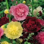 Hollyhock ‘Chater’s Double Mixed’