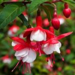 Fuchsia ‘Snowcap’ (Hardy)