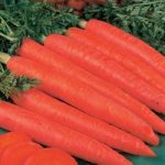 Carrot ‘Red Samurai’