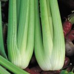 Celery ‘Victoria’ F1 Hybrid