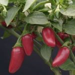 Chilli Pepper ‘Jalapeno’