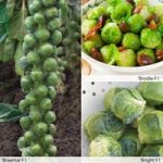 Brussels Sprout ‘All Season Collection’