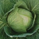 Cabbage ‘Cabbice’ F1 Hybrid