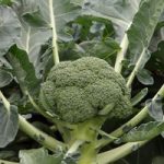 Broccoli ‘Monclano’ F1 Hybrid (Calabrese)