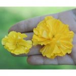 Californian Poppy ‘XL Yellow’