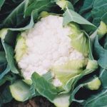 Cauliflower ‘Boris’ F1 Hybrid