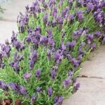 Lavender stoechas ‘Bandera Purple’