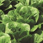 Lettuce ‘Claremont’ (Romaine/Cos)