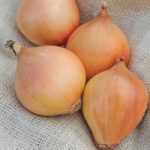 Onion james ‘Longkeeping’