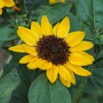 Sunflower ‘Tanja’ F1 Hybrid