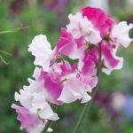 Sweet Pea ‘Route 66’