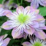 Clematis ‘Crystal Fountain’