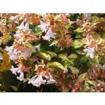 Abelia x grandiflora ‘Francis Mason’