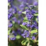 Caryopteris x clandonensis ‘Grand Bleu’