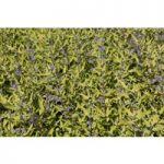 Caryopteris x clandonensis ‘Worcester Gold’