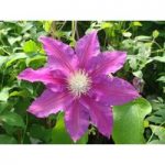 Clematis ‘Red Pearl’