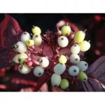 Cornus alba ‘Siberian Pearls’