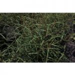 Rhamnus frangula ‘Aspleniifolia’