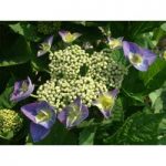 Hydrangea macrophylla ‘Blaumeise’ (Teller Blue)
