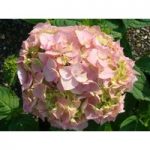 Hydrangea macrophylla ‘Bouquet Rose’