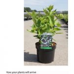 Hydrangea macrophylla ‘Lanarth White’