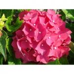 Hydrangea macrophylla ‘Leuchtfeuer’