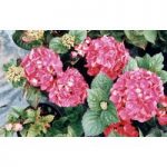 Hydrangea macrophylla ‘Merveille Sanguine’