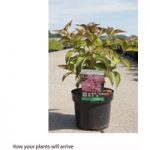 Hydrangea macrophylla ‘Mirai’