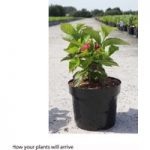 Hydrangea macrophylla ‘Rotschwanz’
