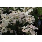 Hydrangea paniculata ‘Early Sensation’