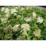 Hydrangea paniculata ‘Phantom’