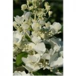 Hydrangea paniculata ‘White Diamonds First Edition’