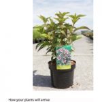 Hydrangea serrata ‘Intermedia’ (Acuminata)