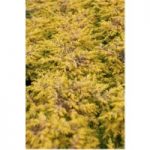 Juniperus conferta ‘Allgold’