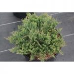 Juniperus horizontalis ‘Prostrata’
