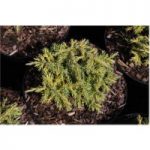 Juniperus x pfitzeriana ‘Gold Fern’