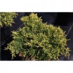 Juniperus x pfitzeriana ‘Goldkissen’