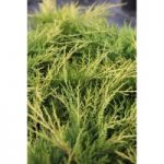 Juniperus x pfitzeriana ‘Old Gold’