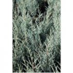 Juniperus scopulorum ‘Moonglow’