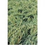 Juniperus squamata ‘Blue Swede’