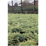 Juniperus squamata ‘Holger’