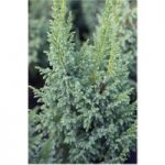 Juniperus squamata ‘Loderi’