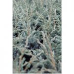 Juniperus squamata ‘Meyeri’