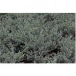 Juniperus squamata ‘Tropical Blue’