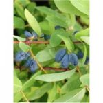 Lonicera kamtschatica ‘Myberry Sweet’