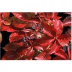 Parthenocissus quinquefolia ‘Troki Red Wall’