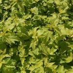 Physocarpus opulifolius ‘Darts Gold’