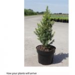 Picea glauca ‘Biesenthaler Fruhling’